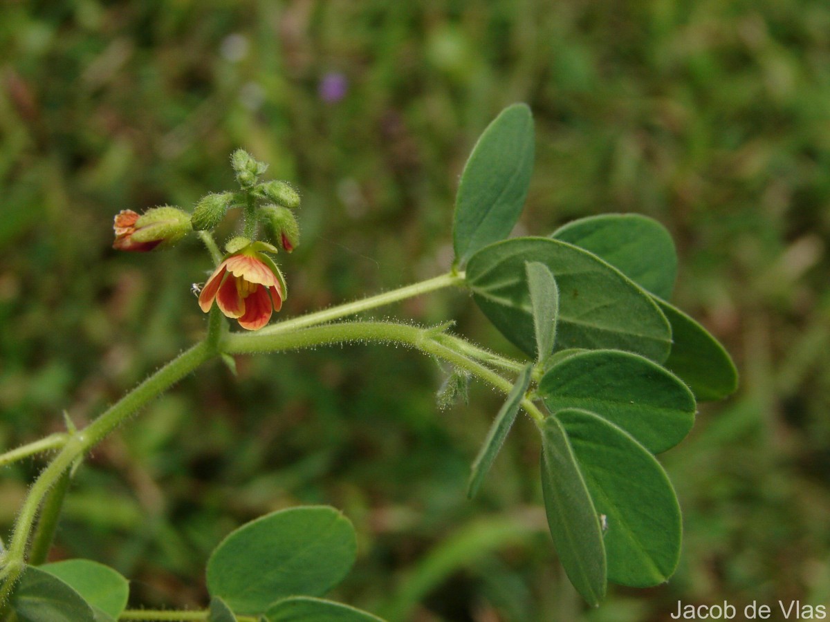 Chamaecrista absus (L.) H.S.Irwin & Barneby